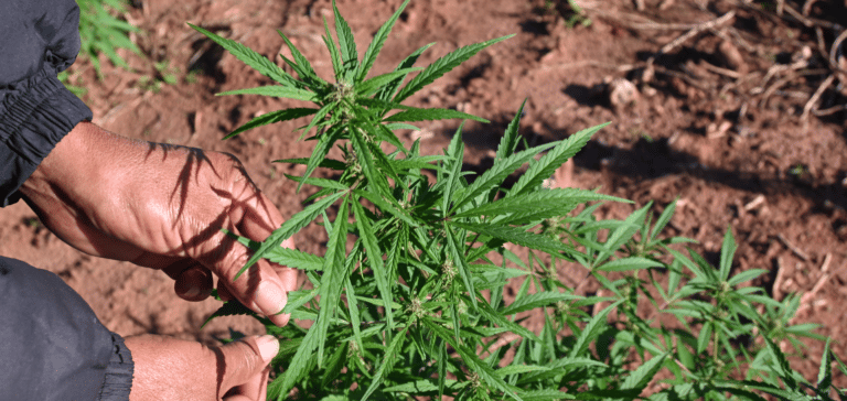 Libro de El Otro País narra la lucha social por legalizar la marihuana