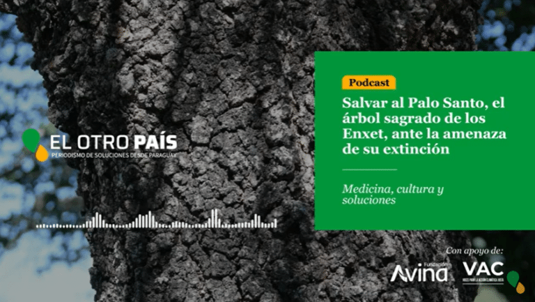 Salvar al Palo Santo, el árbol sagrado de los Enxet, ante la amenaza de su extinción – Podcast Episodio 2
