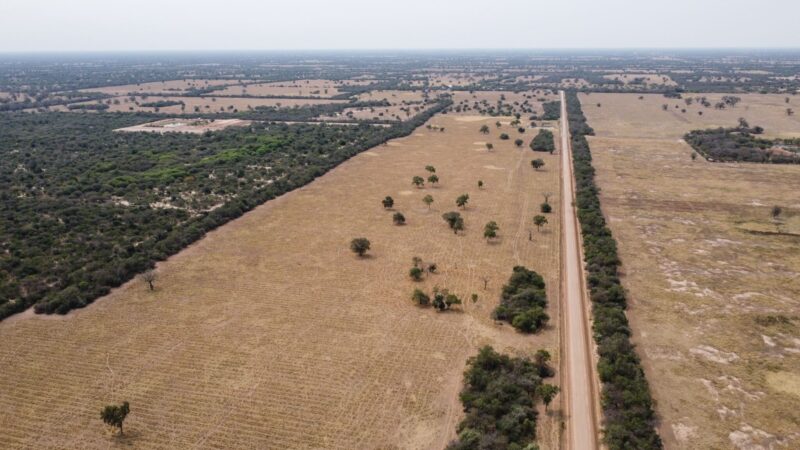 Del bosque al volante: cómo el cuero para autos europeos de lujo arrasa tierras indígenas en Paraguay